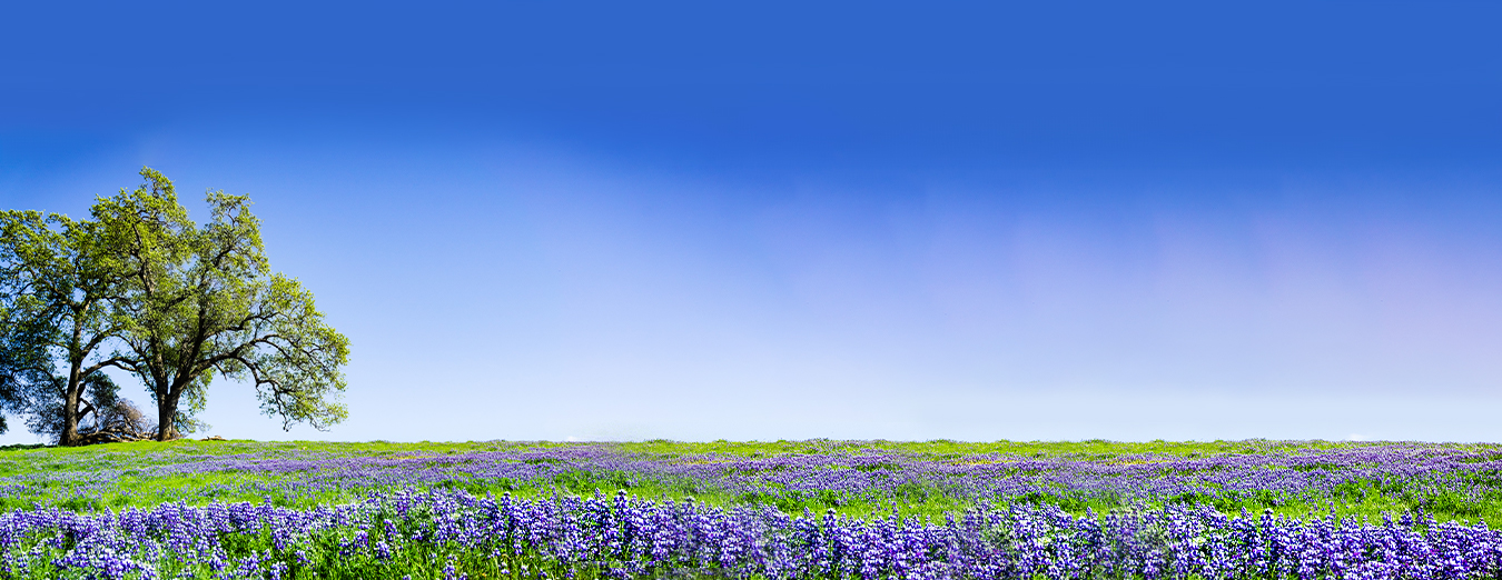 Decorative image of a field of purple wildflowers with a blue sky