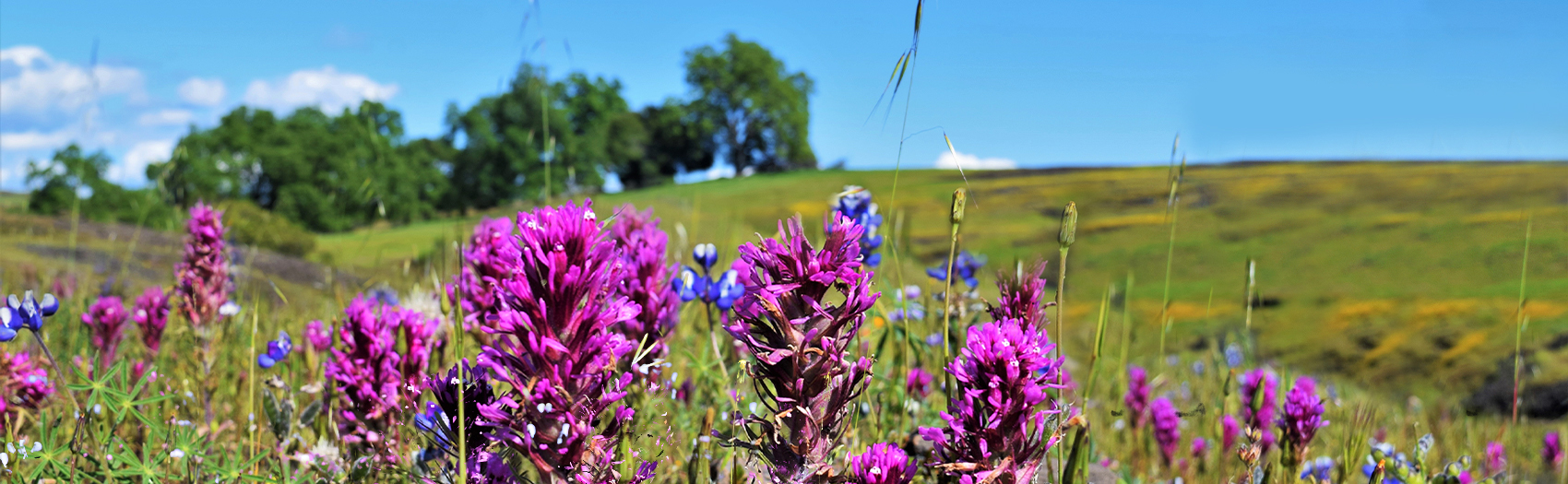 A green field with purple, pink, and blue wild flowers
