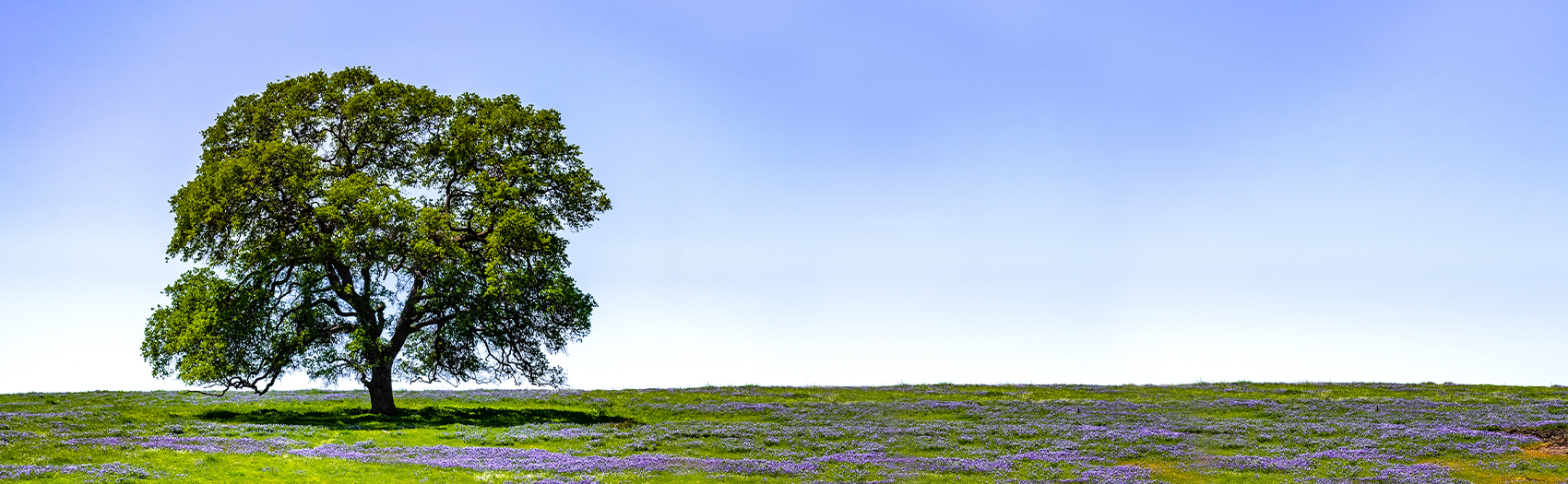 Green field with a single large oak tree growing on the left