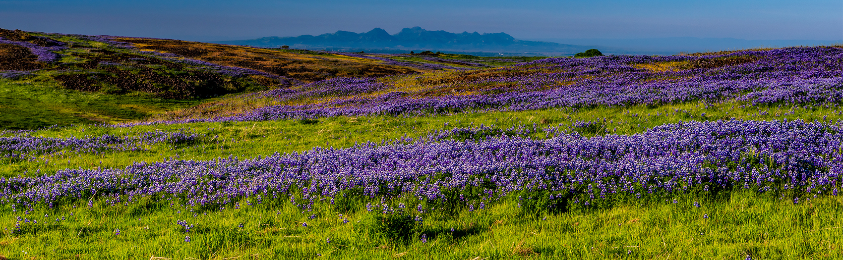 a large field of purple flowers
