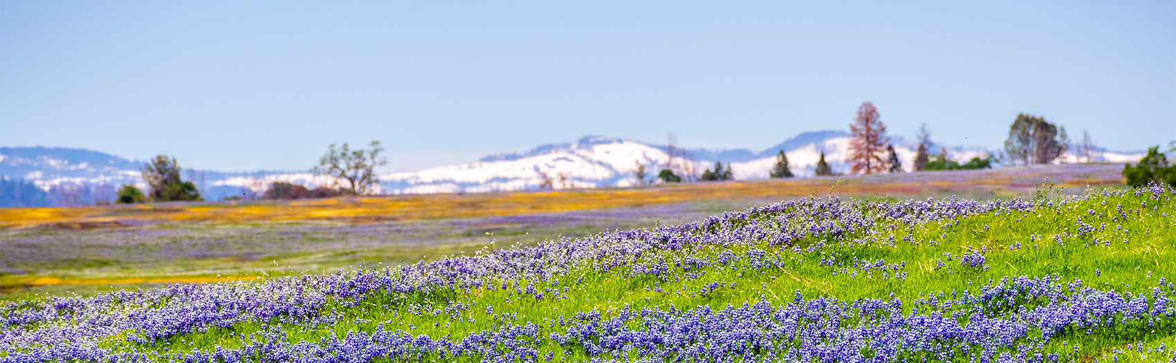 A field of purple flowers with snow capped mountains in the background