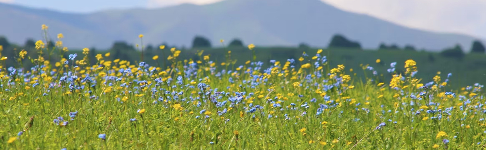 A field of blue and yellow flowers with mountains in the background