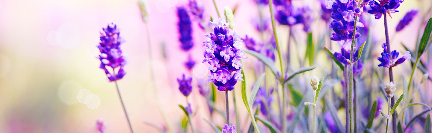 field of lavender