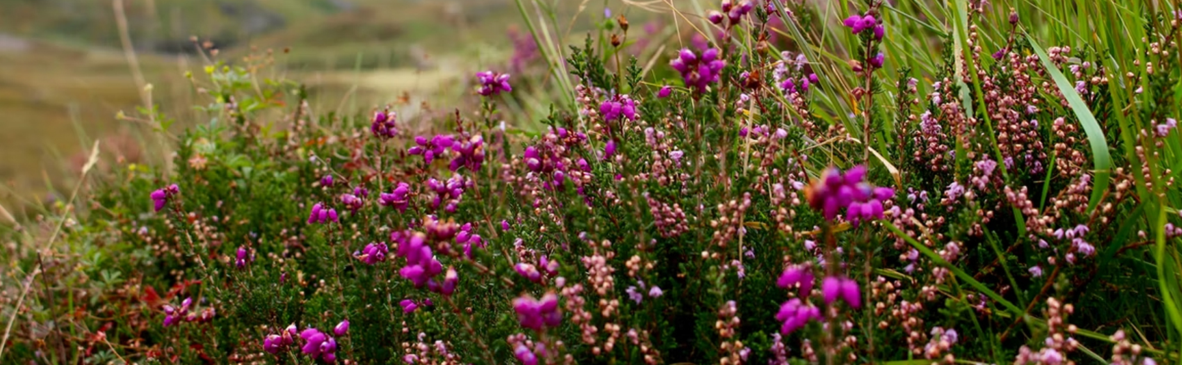A field of pink and purple flowers with green wild grass