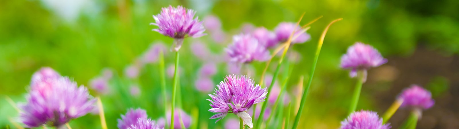 Pink flowers among a green blurry background.